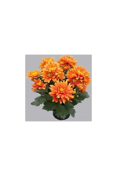 Turuncu Kasımpatı Krizantem Hüzün Çiçeği 10-20 cm Chrysanthemum ürün görseli 1