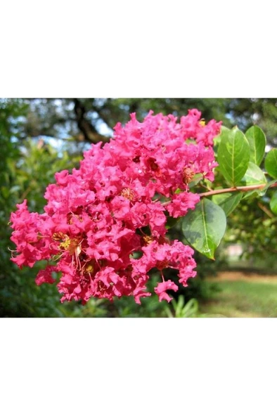 Pembe Kokulu Oya Ağacı Fidanı 40-60 Cm ürün görseli 1
