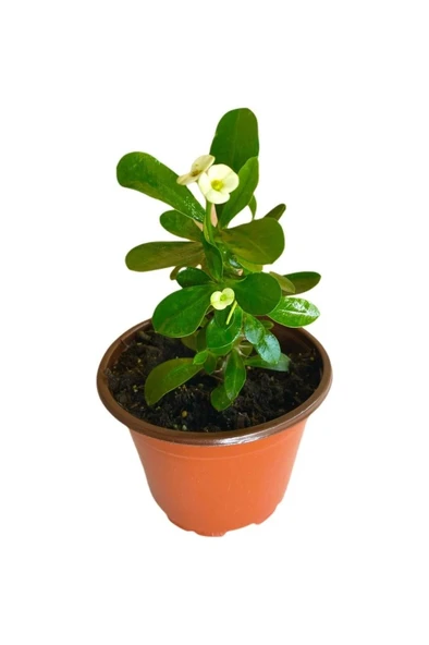 Efhorbia Küçük Boy Dikenler Tacı Beyaz 10-20 Cm ürün görseli 1