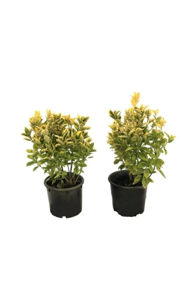 Altuni Gold Taflan Fidanı 10-20 cm ürün görseli 1