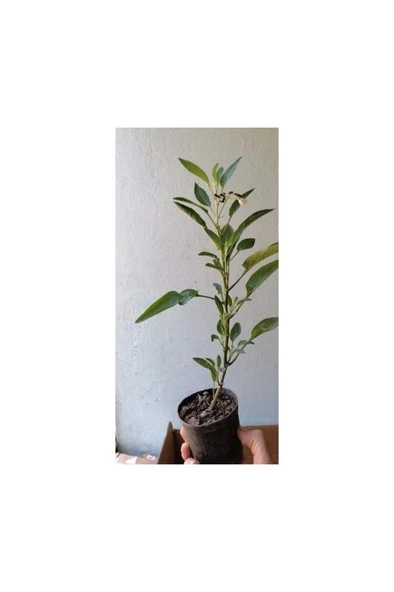 Saksıda Pepino Fidan 5 Adet 10-20 cm ürün görseli 1