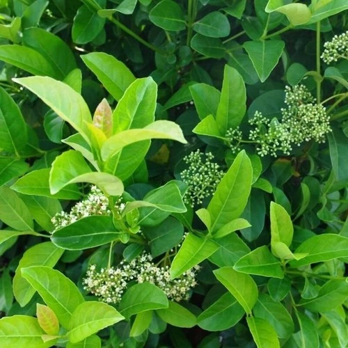 Tüplü Viburnum Lucido Kartopu Çiçeği Fidanı 30-50 cm ürün görseli 1