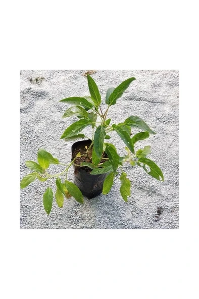 Saksılı Pepino Fidanı 10-20 cm ürün görseli 1