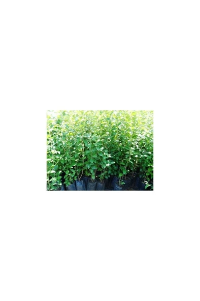 Ligüstrüm Lüküstürüm Ligustrum Japonica Kurtbağrı Fidanı 10-20 cm ürün görseli 1