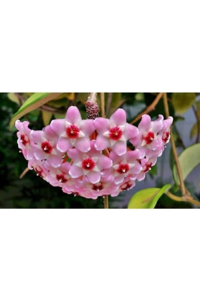 Mum Çiçeği Fidesi Köklenmiş Hoya Pembe 10-20 cm ürün görseli 1