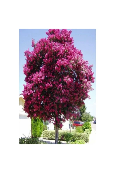 Pembe Oya Ağacı Fidanı Saksılı 30-60 Cm ürün görseli 1