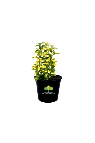 Euonymus Fortunei Emerald  Gold Taflan ürün görseli 1