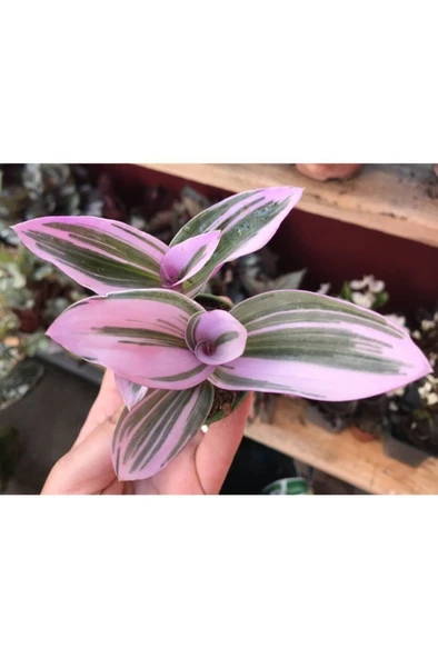 Tradescantia Nanouk Pembe Telgraf Çiçeği Fidanı 10-20 cm ürün görseli 1