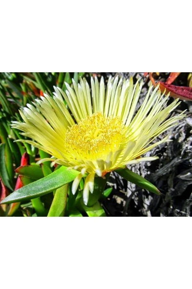 Kaz Ayağı Çiçeği Yer Örtücü Bitki 2 Adet (carpobrotus Acinaciformis) ürün görseli 1