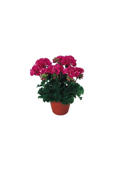 Sardunya Çiçeği Fidanı Açık Fuşya 10-20 Cm ürün görseli 1