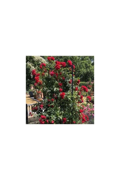 Yediveren Kırmızı Sarmaşık Gül Fidanı 10-20 cm ürün görseli 1