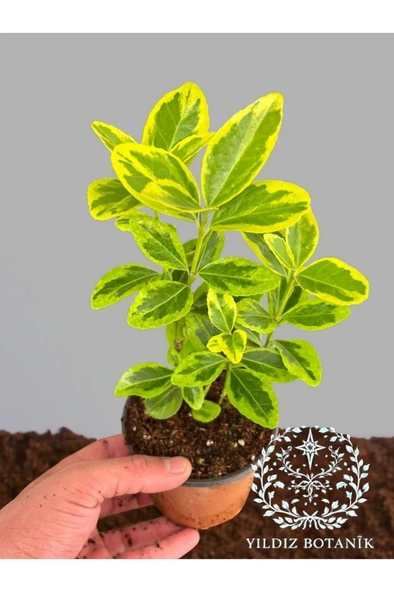 Altuni Gold Taflan Çit Bitkisi Sarı Taflan Fidanı 10-20 cm ürün görseli 1