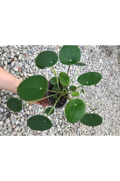 Pilea Çin Para Çiçeği Canlı Çiçek 10-20 cm ürün görseli 1