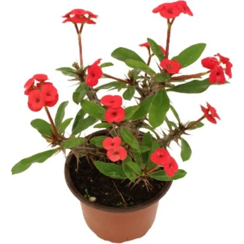 Euphorbia Milli Dikenler Tacı Kırmızı Iç Mekan Dekoratif Bitki ürün görseli 1