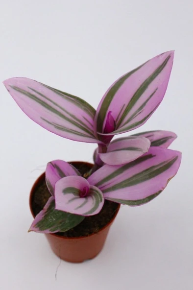 Tradescantia Nanouk Telgraf Çiçeği Fidanı 10-20 cm ürün görseli 1