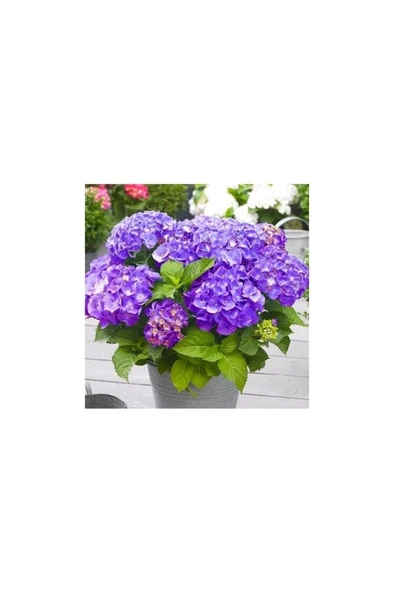 Tüplü Mor Ortanca Çiçeği Fidanı Lila Mor 10-20 cm ürün görseli 1