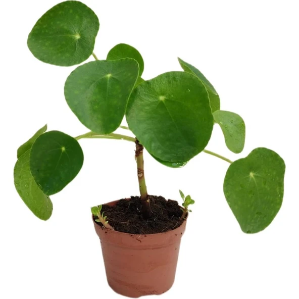 Pilea Para Çiçeği Fidanı 10-20 Cm ürün görseli 1