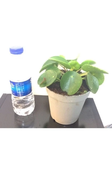 Pilea Çin Para Çiçeği 10-20 cm - Resim 3