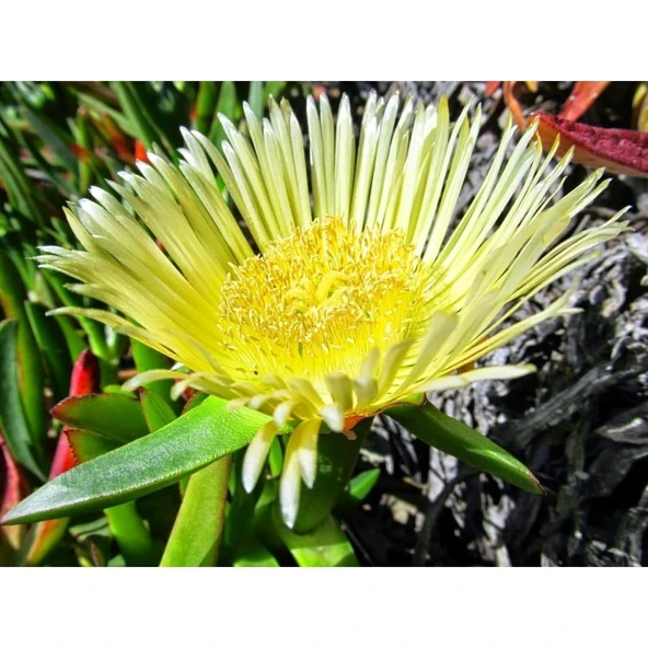 Kaz Ayağı Çiçeği Yer Örtücü Bitki 2 Adet (Carpobrotus Acinaciformis) ürün görseli 1
