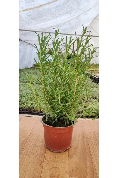 Kokulu Biberiye Fidanı 10-20 cm ürün görseli 1