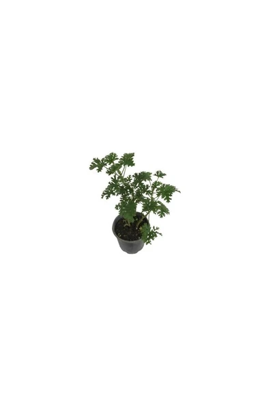 Kokulu Itır Çiçeği (Pelargonium Graveolens) 10-20 cm ürün görseli 1