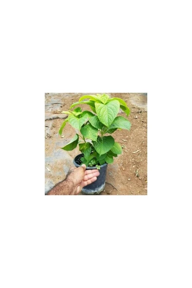 Mavi Ortanca Fidanı Fidesi Hydrangea Macrophylla 10-20 cm ürün görseli 1