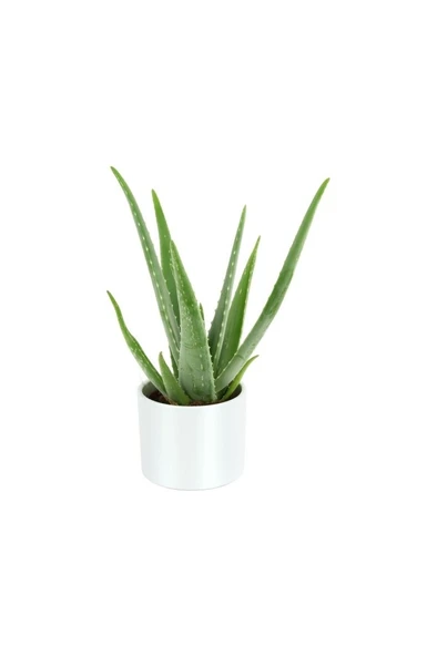 Alovera Bitkisi Fidanı 10-20 Cm - Resim 3