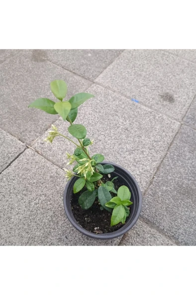 Arap Yasemini Fidesi Saksıda Mis Kokulu Sarmaşık 10-20 cm ürün görseli 1