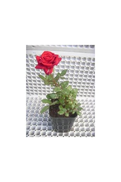 Kırmızı Gül Fidanı 20-30 cm ürün görseli 1