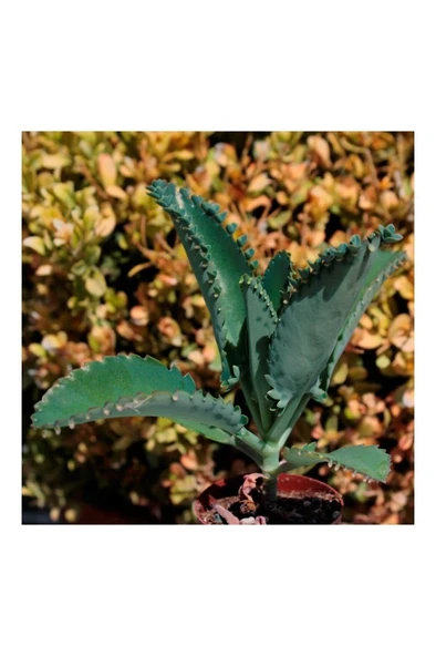 Aşkın Gözyaşı Çiçeği Mini (Kalanchoe Daigremontiana) Fidanı 10-20 cm ürün görseli 1