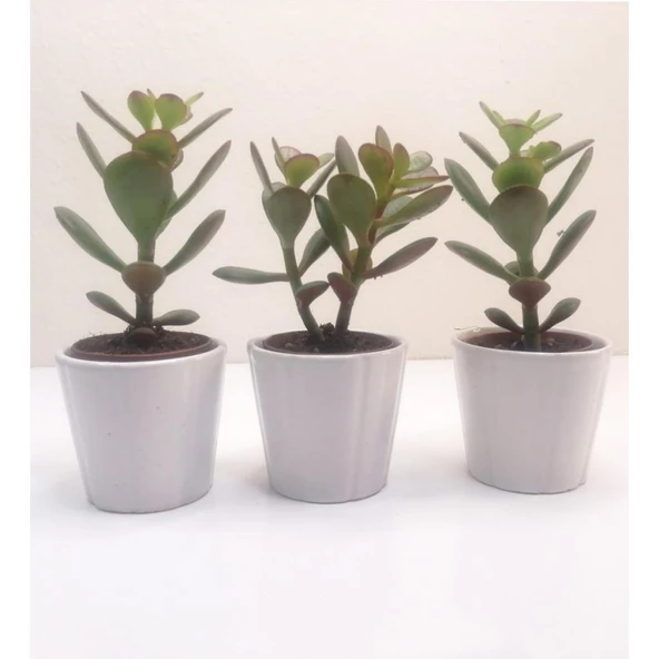 Para Çiçeği 3'lü Crassula Ovata Fidanı 10-20 cm ürün görseli 1