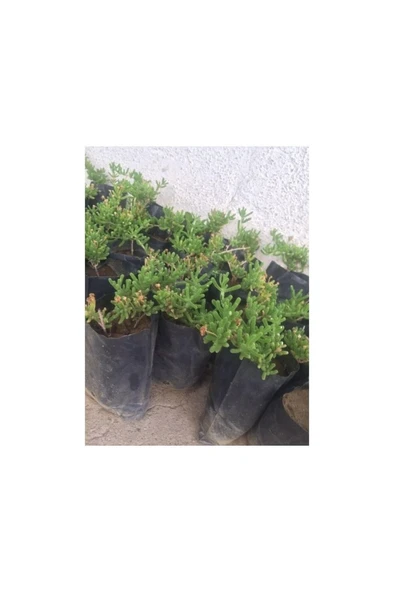 Saksılı Acem Halısı Fidanı 3 Adet 10-20 cm ürün görseli 1