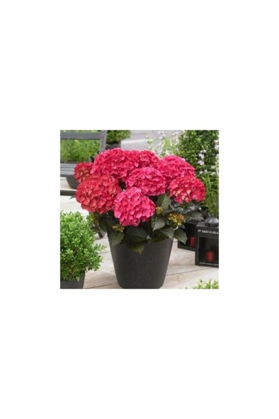 Ortanca Çiçeği Fidanı Pembe Renk 10-20 cm ürün görseli 1