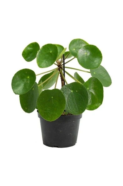 Pilea Peperomioides Çin Para Ağacı Fidanı 10-20 cm ürün görseli 1