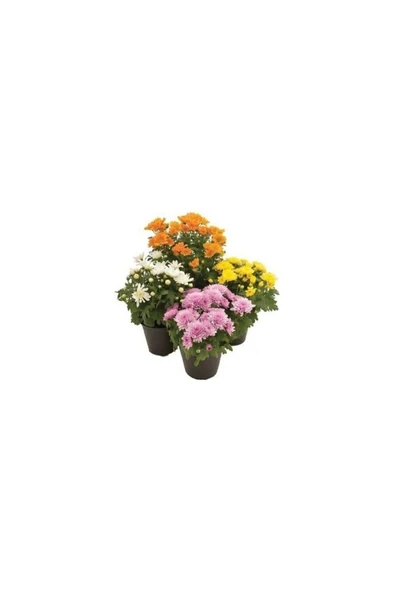 Saksılı Kasımpatı Fidanı Fidesi 10-20 cm ürün görseli 1