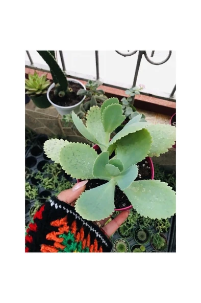 Kalanchoe Daigremontiana Aşkın Gözyaşı Fidanı 10-20 cm ürün görseli 1