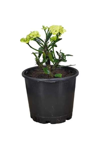 Efhorbia-Dikenler Tacı Çiçeği Fidanı Sarı 10-20 cm ürün görseli 1