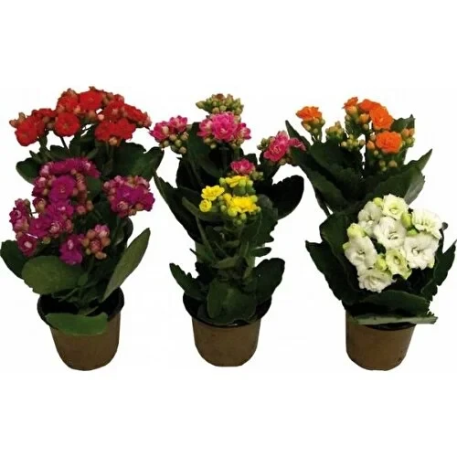 Kalanşo Çiçeği Fidanı Kalanchoe Kalandiva 5 Adet 10-20 cm ürün görseli 1