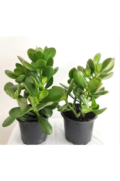Para Sukulenti (Crassula Ovata) Bonsai Para Ağacı 2 Adet ürün görseli 1