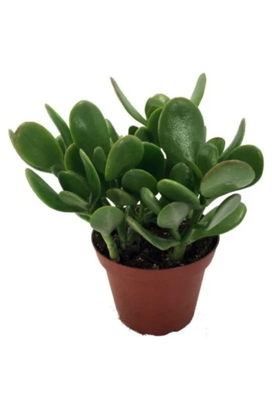 Crassula Ovata / Şans-Para Çiçeği Fidanı 10-20 cm ürün görseli 1