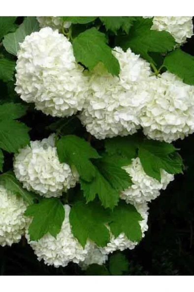 Kartopu Vilburnum Fidanı 30-60 cm ürün görseli 1