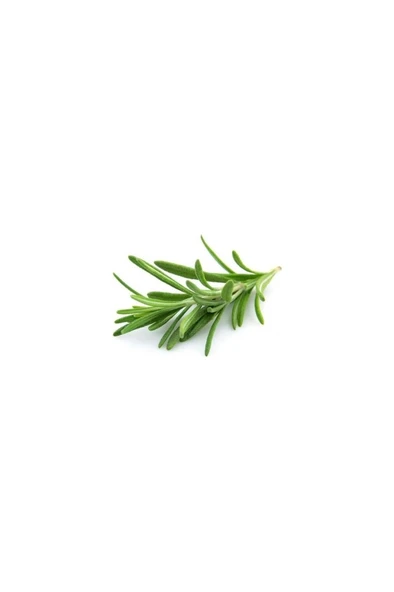 Biberiye Fide Fidanı 20-30 Cm Rosmarinus Officinalis 1 Adet ürün görseli 1
