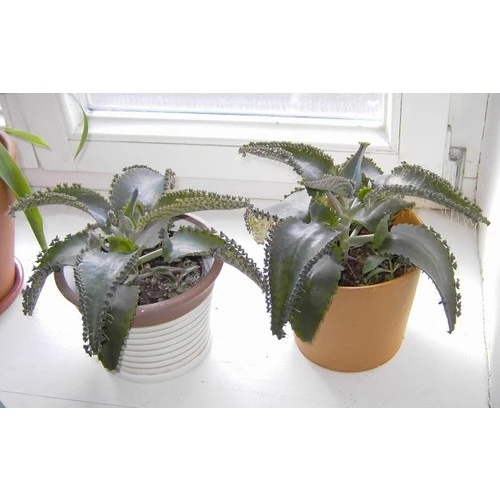 Aşkın Gözyaşı Çiçeği (Kalanchoe Daigremontiana) 5 Adet 10-20 cm ürün görseli 1