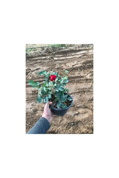 Koyu Kırmızı Gül Fidanı 15-25 cm ürün görseli 1