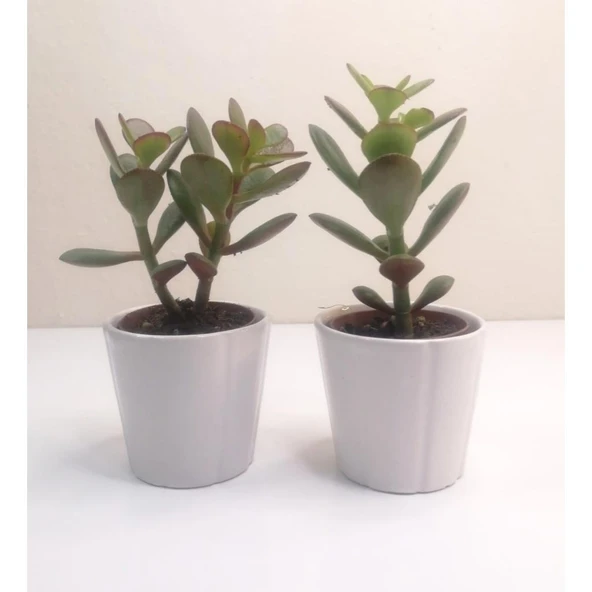 Para Çiçeği 2'li Crassula Ovata Sukulent 10-20 cm ürün görseli 1