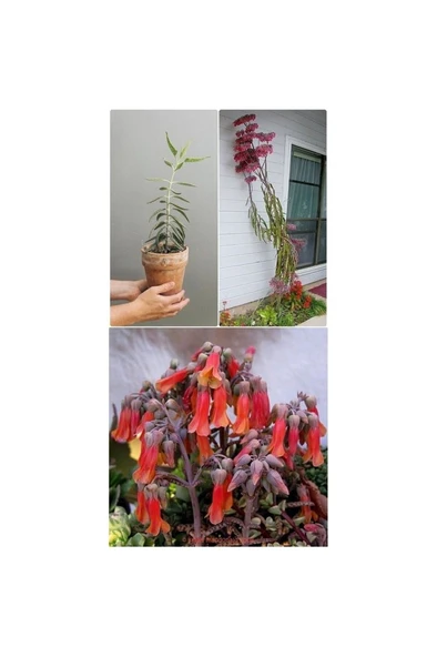 Aşkın Gözyaşı Çiçeği Fidanı 10-20 cm ürün görseli 1