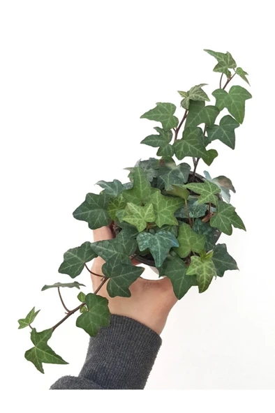 Hedera Helix Yeşil Yapraklı Sarmaşık Fidanı 10-20 cm ürün görseli 1