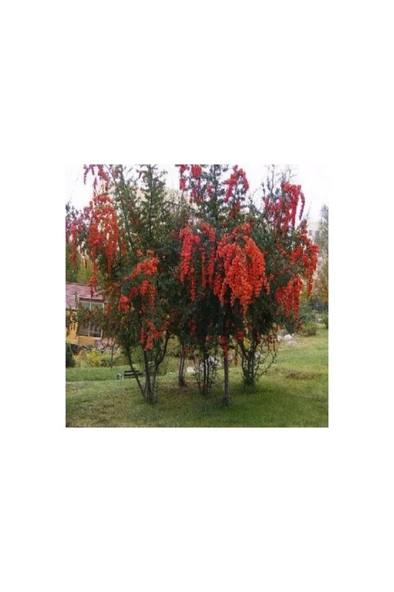 Ateş Dikeni Fidanı 30-60 cm ürün görseli 1