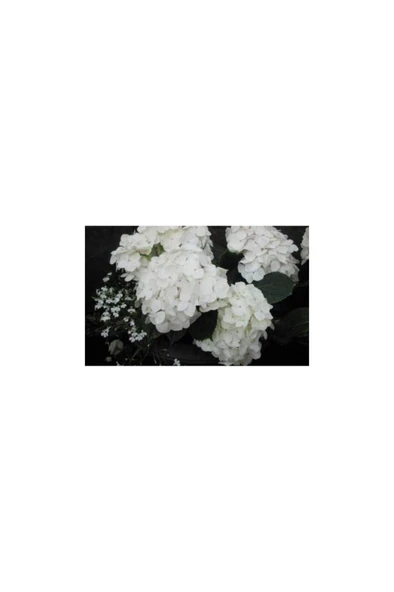 Beyaz Ortanca Çiçeği Fidanı 10-20 cm ürün görseli 1