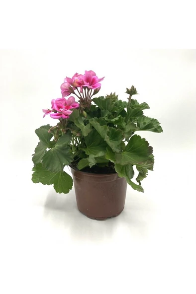 Sardunya Alacalı Pembe Sakız Sardunya Fidanı 10-20 cm ürün görseli 1